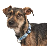 Full Color 3/4" Wide Pet Collar found in Home & Garden