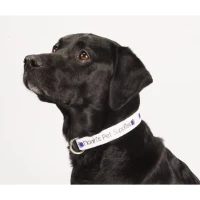 Full Color 1" Wide Adjustable Pet Collar found in Home & Garden